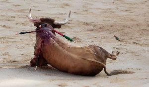 En pleine saison taurine, les vétérinaires se mobilisent contre la corrida !