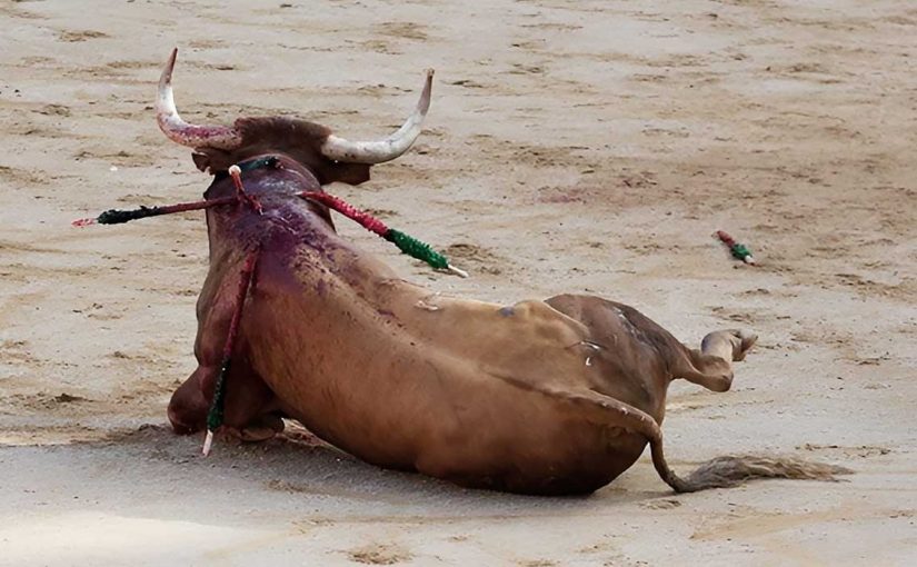 En pleine saison taurine, les vétérinaires se mobilisent contre la corrida !